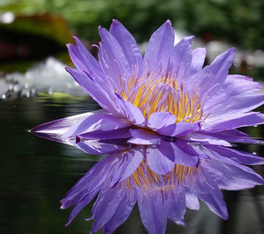 Flower reflected in pond from bottom up